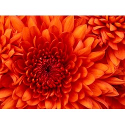 ENG Ambientador frutos rojos
